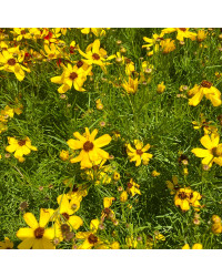 Coreopsis Verticillata Imperial Sun