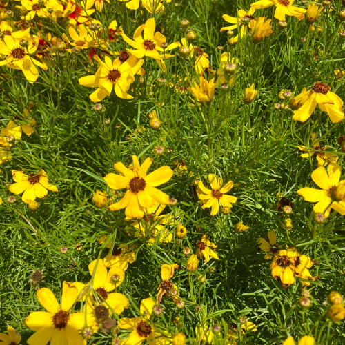 Coreopsis Verticillata Imperial Sun