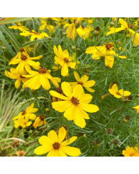 Coreopsis Verticillata Imperial Sun