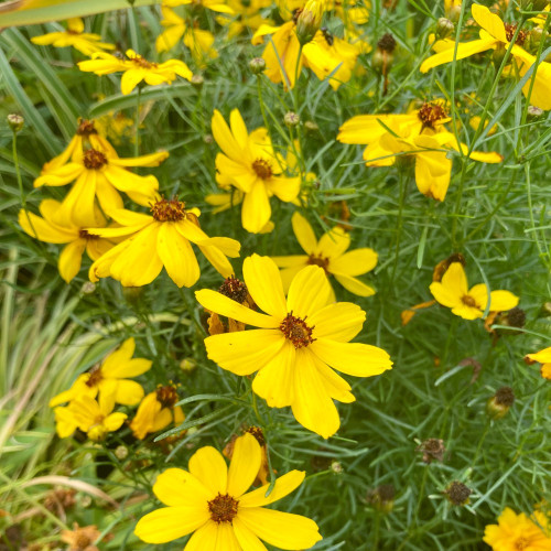 Coreopsis Verticillata Imperial Sun