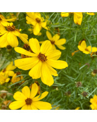 Coreopsis Verticillata Imperial Sun