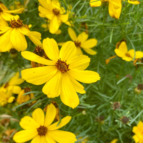 Coreopsis Verticillata Imperial Sun