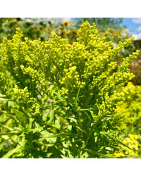Solidaga Canadensis Little Lemon