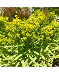 Solidaga Canadensis Little Lemon