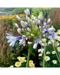 Agapanthe Africanus Silver Baby