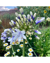 Agapanthe Africanus Silver Baby