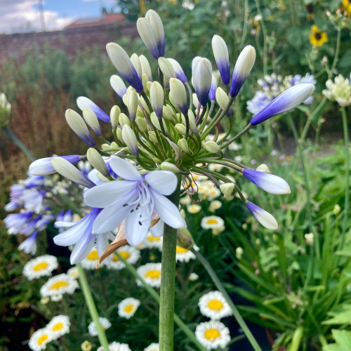 Agapanthe Africanus Silver Baby