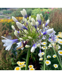 Agapanthe Africanus Silver Baby