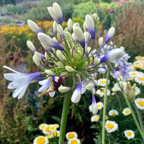 Agapanthe Africanus Silver Baby