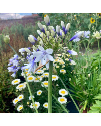 Agapanthe Africanus Silver Baby