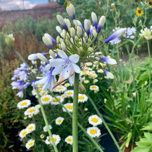 Agapanthe Africanus Silver Baby