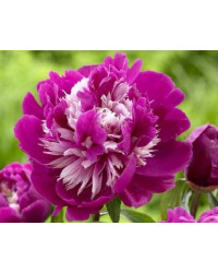 Pivoine Paeonia Lactiflora Celebrity