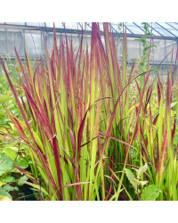 Imperata Red Baron Rouge
