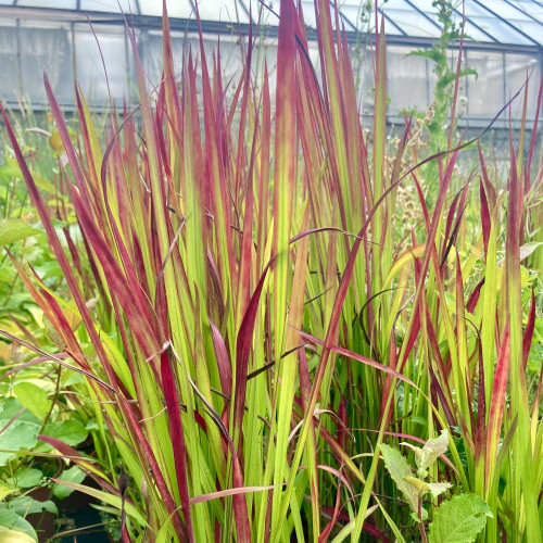 Imperata Red Baron Rouge