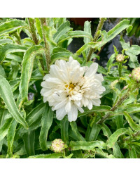 Leucanthemum Maximum Victorian Secret Blanc