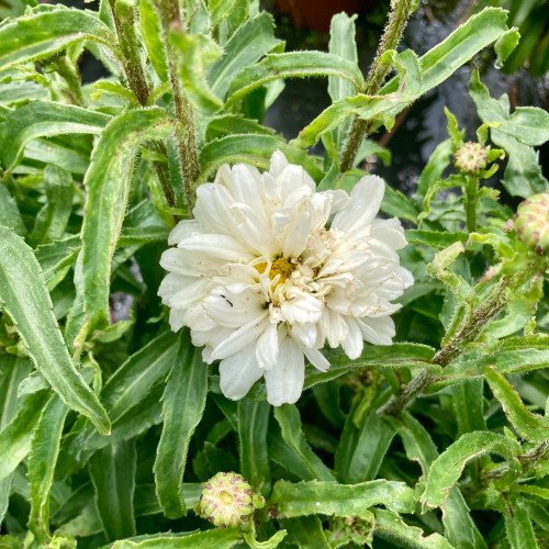 Leucanthemum Maximum Victorian Secret Blanc