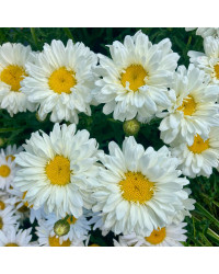 Leucanthemum Maximum Victorian Secret Blanc