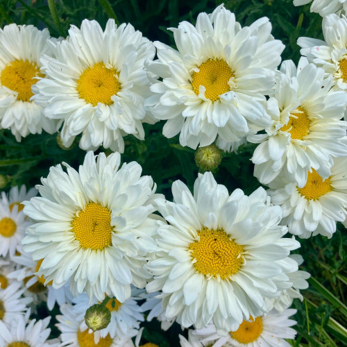 Leucanthemum Maximum Victorian Secret Blanc