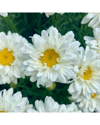 Leucanthemum Maximum Victorian Secret Blanc