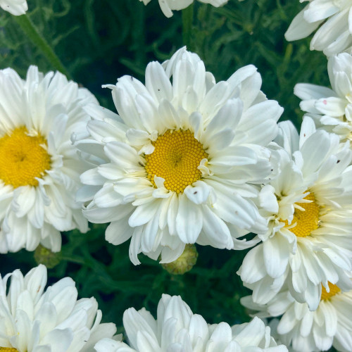 Leucanthemum Maximum Victorian Secret Blanc