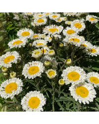 Leucanthemum Maximum Madona Blanc