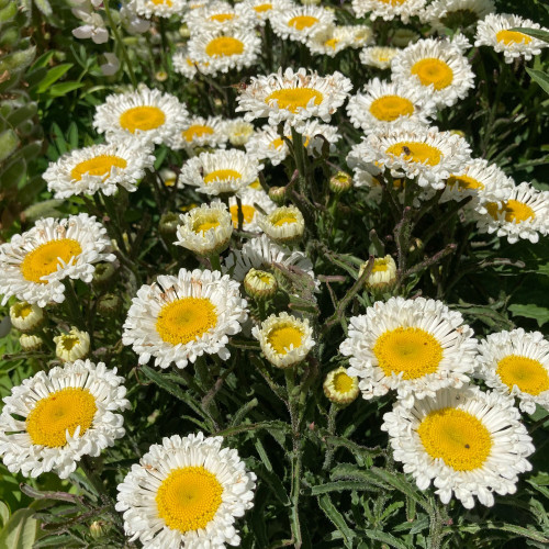 Leucanthemum Maximum Madona Blanc