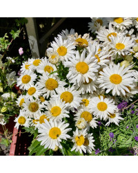 Leucanthemum Maximum Madona Blanc