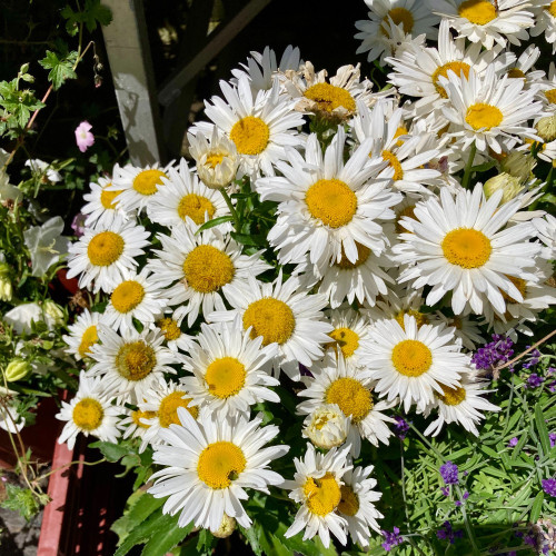 Leucanthemum Maximum Madona Blanc