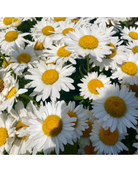 Leucanthemum Maximum Madona Blanc