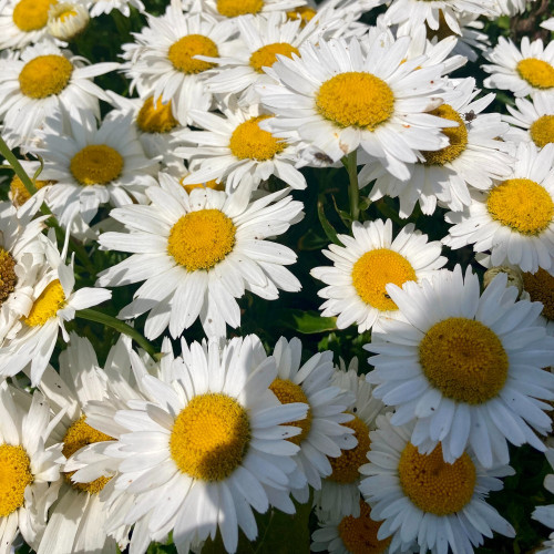 Leucanthemum Maximum Madona Blanc