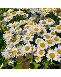 Leucanthemum Maximum Madona Blanc