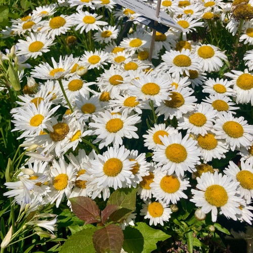 Leucanthemum Maximum Madona Blanc