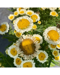 Leucanthemum Maximum Madona Blanc