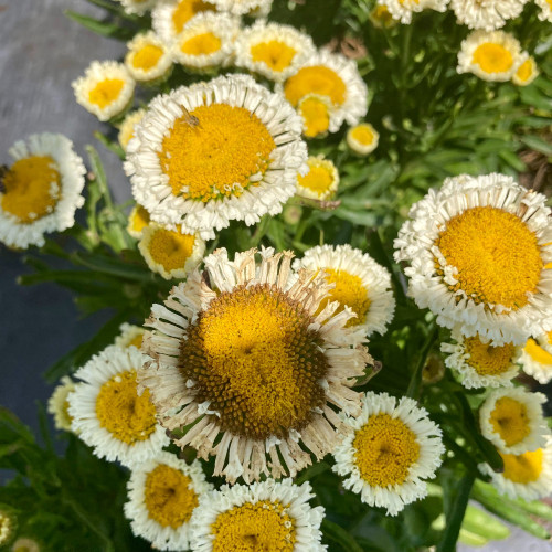 Leucanthemum Maximum Madona Blanc