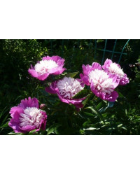 Pivoine Paeonia Lactiflora Celebrity