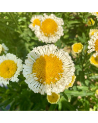 Leucanthemum Maximum Madona Blanc
