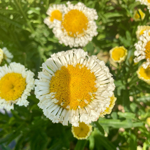 Leucanthemum Maximum Madona Blanc