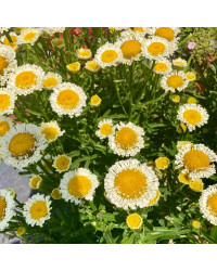 Leucanthemum Maximum Madona Blanc