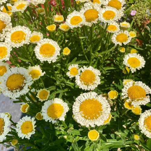Leucanthemum Maximum Madona Blanc
