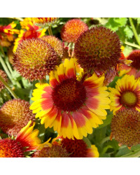 Gaillarde Aristata Arizona Sun