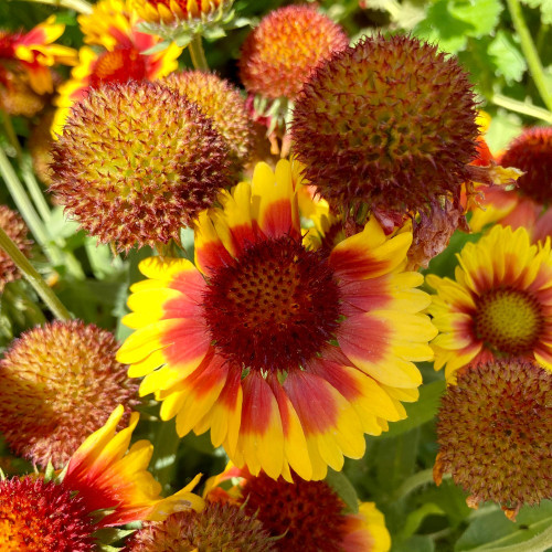 Gaillarde Aristata Arizona Sun