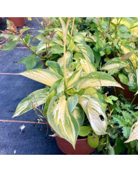 Hosta Snow Cap