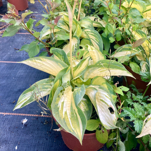 Hosta Snow Cap