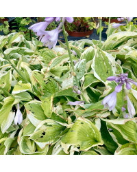 Hosta Snow Cap