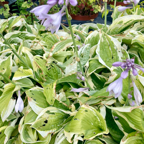 Hosta Snow Cap