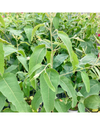Eucalyptus Citriodora Lemon Bush