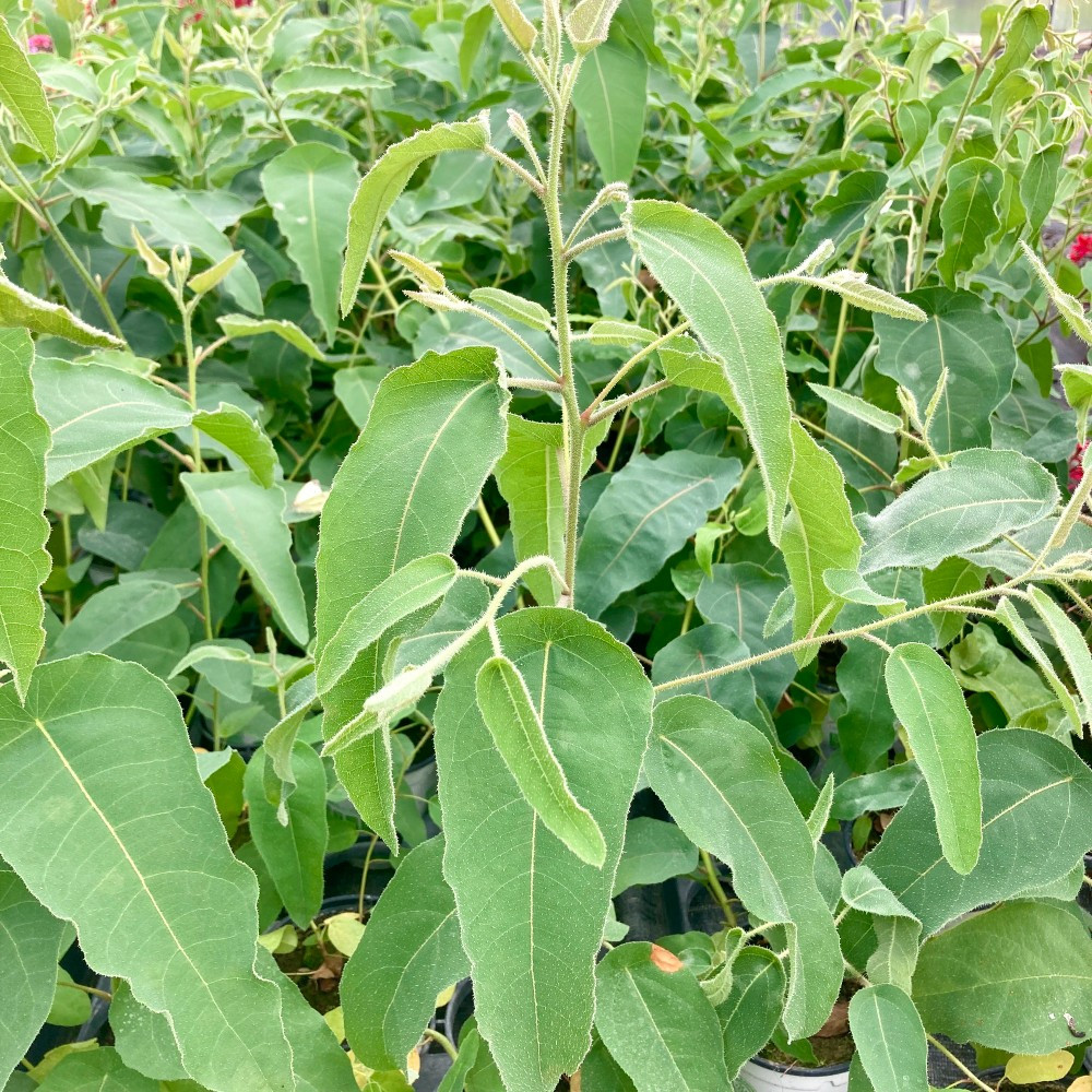 Eucalyptus Citriodora Lemon Bush