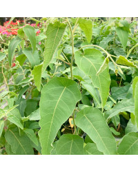 Eucalyptus Citriodora Lemon Bush