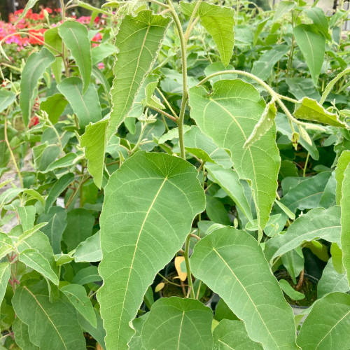 Eucalyptus Citriodora Lemon Bush