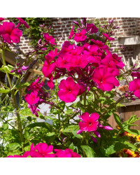 Phlox X Paniculata Adessa Special Fire